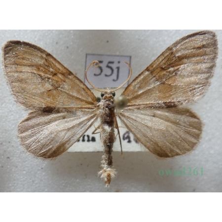 Thera vetustata (Denis & Schiffermüller, 1775) Paśnik starczyk Czech55j